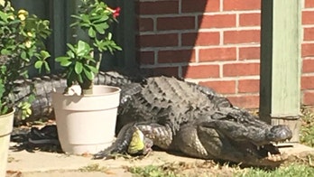 Huge alligator 'camping out' on Florida resident's back porch prompts call for police backup