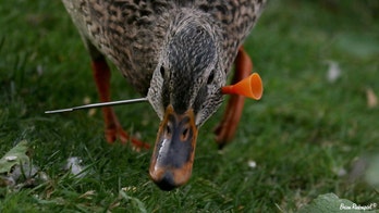Geese and ducks with darts through their necks photographed in Idaho park