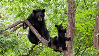 Virginia mother bear and 2 cubs hiding in tree cause street closure in neighborhood