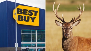 Michigan Best Buy employees say deer walked through front door