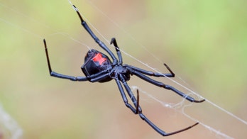 California man using blowtorch to kill spiders starts house fire