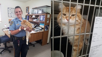 Pet cat disappears from owner's Montana home, reappears over a year later in Nevada