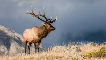 Wisconsin hunter cited for illegally shooting elk across the street