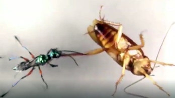 How cockroaches avoid becoming ‘zombies’ during wasp attacks
