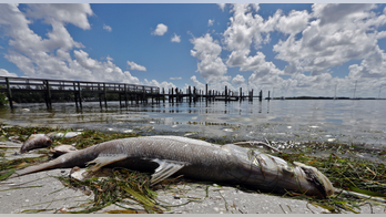 Experts: Hurricane Michael failed to end Florida's red tide