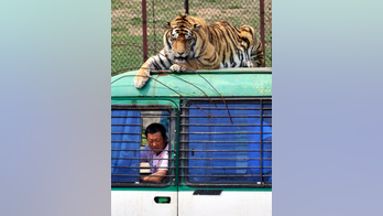 China reverses ban on trade in tiger, rhino products
