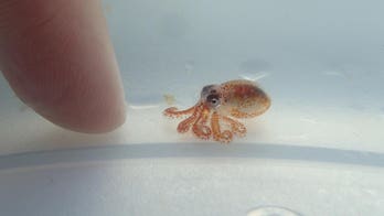 'Pea-sized' baby octopuses discovered on floating trash in Hawaii