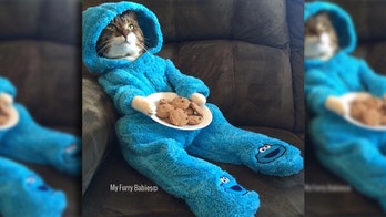 US embassy in Australia apologizes for Cookie Monster cat meeting invite