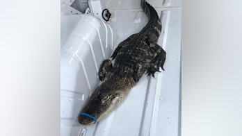 Lake Michigan alligator found swimming with mouth taped shut, officials say