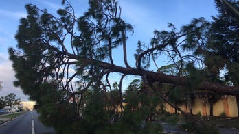 As Hurricane Michael topples trees, who is responsible for the cleanup?