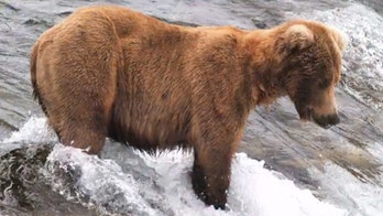 Alaska national park shares time-lapse of brown bear gaining weight, goes viral