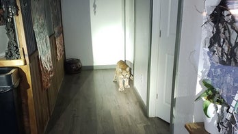 Mountain lion cub that walked into California bakery euthanized