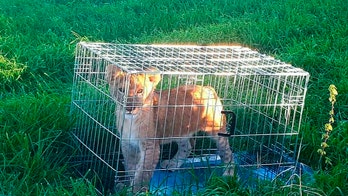 Jogger discovers lion cub in Dutch field