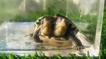 Mutant turtle with two heads still alive after 3 months