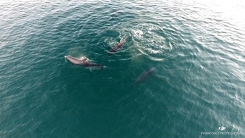 Humans are ruining dolphins' sex lives