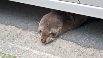 Sea lion rounded up in San Diego after reportedly blocking traffic