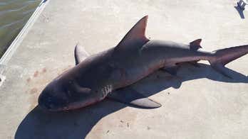 6-foot bull shark leaps into family fishing boat, ‘petrifies’ kids