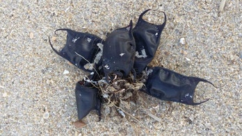 Strange black 'pouches' washing up on Carolina beaches aren't 'pieces of plastic,' officials say
