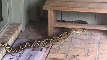 Huge boa constrictor found slithering outside Florida home
