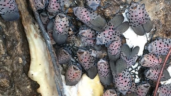 Insects invading Virginia and Pennsylvania could be 'most destructive species in 150 years'