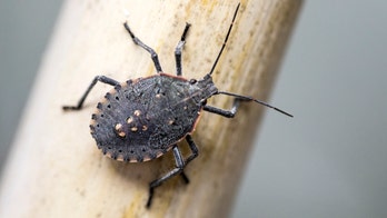 South Carolina sees massive stink bug invasion: They're looking to 'move into people’s homes'