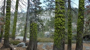 Michigan brothers face $450,000 in fines for tree removal on their property