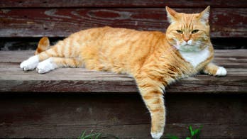 Cat rescued from top of light pole after about 12 hours of calling for help, woman says