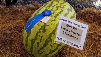 Virginia man’s 254-pound watermelon sets new state fair record