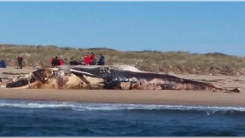 Dead whale washes ashore on Cape Cod, was famous in area