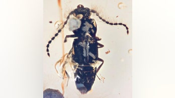 99 million-year-old beetle found trapped in amber