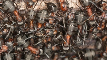 North Carolina family return from 3-day trip to find ant colony in car parked in lot