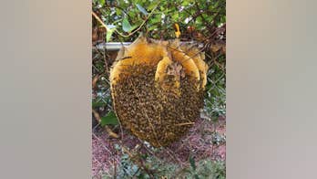 Extremely rare 'open' beehive in Virginia stuns wildlife expert