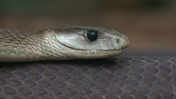 7-foot snake scares Oklahoma man as it pokes head out of dryer vent