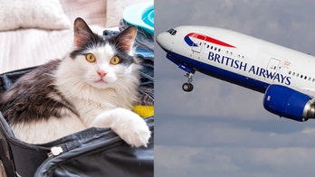 British Airways passenger fails to smuggle 'emotional support' cat onto plane
