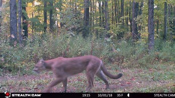 Michigan wildlife officials capture 'rare' sighting of cougar on game camera