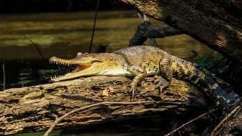 New crocodile species discovered by researchers