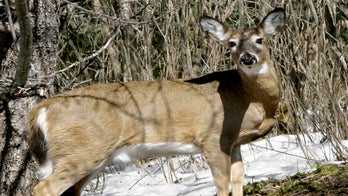 VIDEO: Police officers help free deer caught in fence