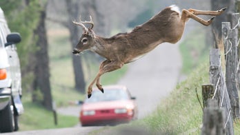 Mating deer pose an expensive road risk