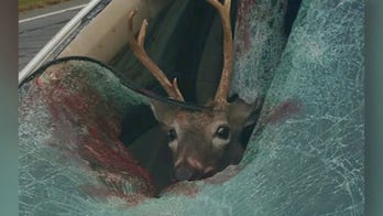 Deer smashes through windshield of moving car, lands in passenger seat