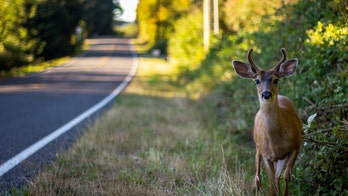 Marathon runner hit by deer in middle of race, still makes it to finish line
