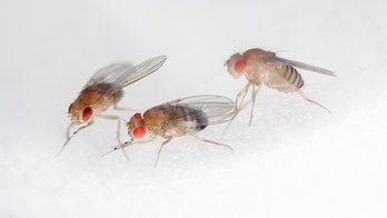 Virginia residents complain of boom in fruit fly population