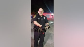 Alligator found at Florida gas station, police say