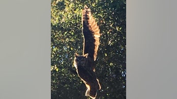 Owl ensnared in California kite string rescued, ‘grumpily flies off’