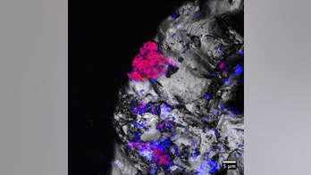 Incredibly weird microbes found deep underground could change search for life on Mars