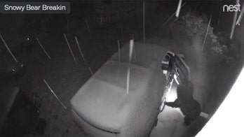 Bear skillfully opening car doors called 'delicate' and 'brutal'