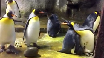 Gay penguins 'kidnap' chick from parents at Denmark zoo after dad 'neglected' it