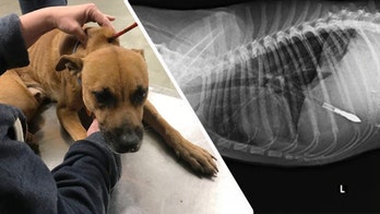 Hunting arrow claims life of a Texas dog, sheriff says