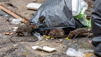 Rat-spread Lassa virus that causes uncontrolled bleeding kills over 100 in Nigeria