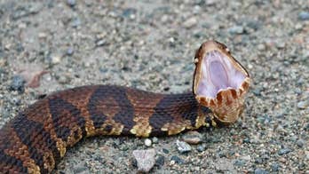 Virginia woman snaps stunning photo of venomous cottonmouth snake baring its fangs