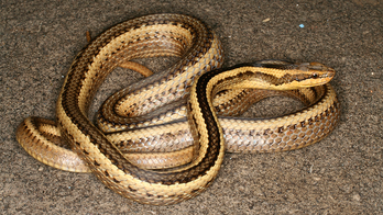 Snake names honor Darwin, fire god, college professor